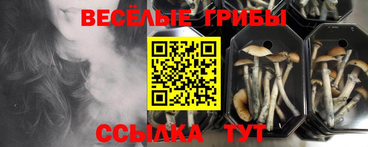 Галлюциногенные грибы GOLDEN TEACHER  Вход с VPN  Галлюциногенные грибы Cubensis  Новозыбков 